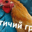 ПТИЧИЙ  ГРИПП - Волгодонской район