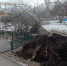 Мужчин с пилами и топорами ждут на общегородском субботнике в Волгодонске - Bloknot-Volgodonsk.Ru