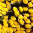 Волгодончанки рассказали, что хотели бы получить в подарок на 8 Марта - DonDay-Volgodonsk.Ru