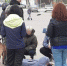 В волгодонском парке Победа лошадь ударила девушку копытом в грудь - DonDay-Volgodonsk.Ru
