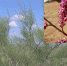 «Плачущий» солеными слезками кустарник обнаружили в степях под Волгодонском - Bloknot-Volgodonsk.Ru