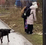 Бездомная собака истерзала остатки трупа кошки на глазах у школьников в Волгодонске - Bloknot-Volgodonsk.Ru