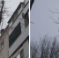 «Через пару месяцев деревья повыбивают нам окна»: волгодончанка высказала мнение об обрезке деревьев на Ленина - Bloknot-Volgodonsk.Ru