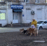 «Эти собаки постоянно нападают на прохожих»: пенсионерка прикормила стаю собак на остановке «Площадь Победы» - Bloknot-Volgodonsk.Ru