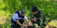 Волгодонское и Романовское лесничества приняли участие в патриотических акциях - Bloknot-Volgodonsk.Ru