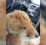 Ветеринар из Цимлянска спасла лисенка с травмой и паразитами - DonDay-Volgodonsk.Ru
