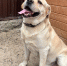 История лабрадора-потеряшки Сэма, за судьбой которого следил весь Волгодонск - Bloknot-Volgodonsk.Ru