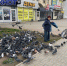 Сердобольные бабушки: почему Волгодонск утопает в голубином помете - Bloknot-Volgodonsk.Ru