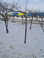 Вандалы уничтожили кленовую аллею в Волгодонске