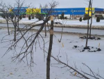 Вандалы уничтожили кленовую аллею в Волгодонске