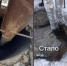 Дыру закрыли, но труп остался: сотрудники ТЭЦ-1 устранили кошачий приют в теплоузле на улице Волгодонской - Bloknot-Volgodonsk.Ru