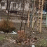 Жительница Волгодонска пожаловалась на погрязший в мусоре двор - DonDay-Volgodonsk.Ru