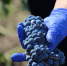 Завод «Цимлянские вина» удостоен серебра на конкурсе TERRAVINO-2026 - V-Pravda.Ru